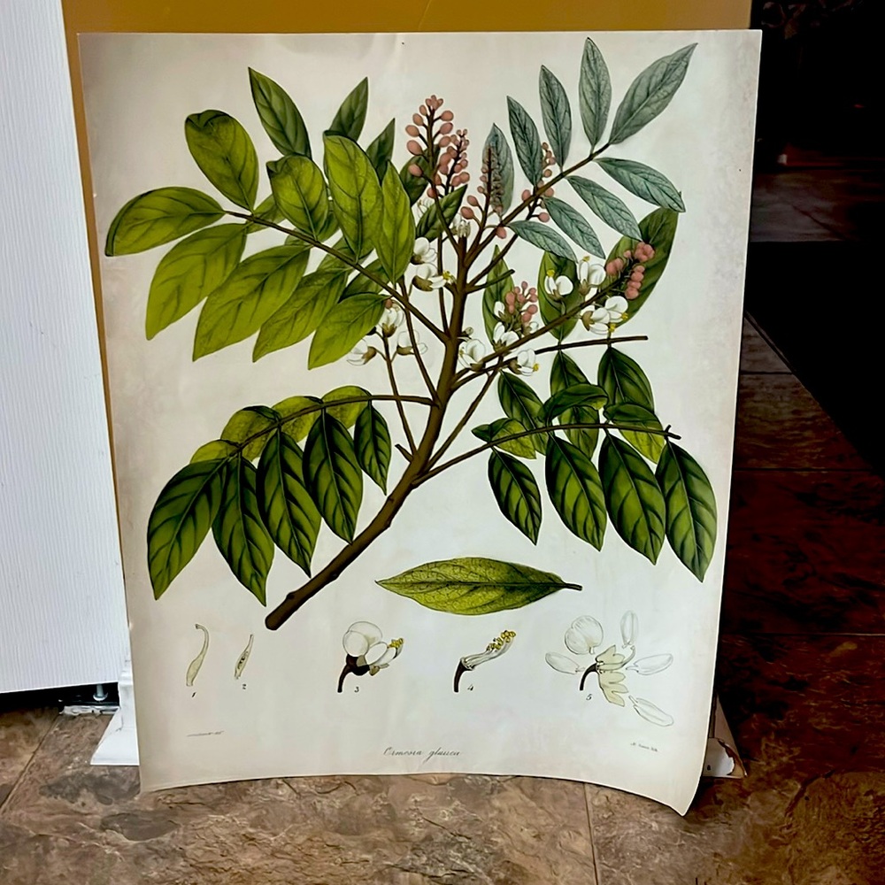 IKEA plant poster